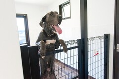 広々としたペット用スペースで、愛犬が快適に過ごせるエリア。明るい窓から自然光が差し込み、清潔感あふれる環境が整っている。