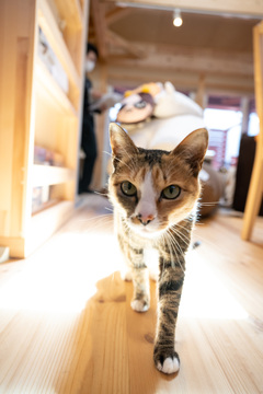 ペットが自由に動き回ることができる室内空間。ぬくもりのある木の床が居心地良い雰囲気を演出している。【ネクストハウスデザイン】