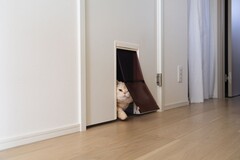 2階のトイレには、猫用トイレのスペースを設けた。ドアには猫の出入り口を設置して、人も猫も快適な空間に。