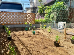 小規模な家庭菜園が設けられている庭。手入れの行き届いた土壌が準備され、植栽が整然と並ぶ様子が印象的である【ビーバーハウス】