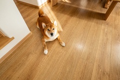 日当たりの良いリビングでくつろぐ愛犬も、この家がお気に入り。
全館空調で一年中、床も空気も快適な室内環境です。
【イデキョウホーム】