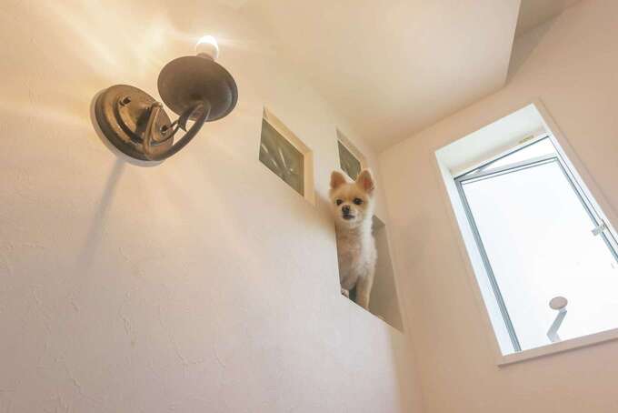 玄関を入ると、階段の小窓から愛犬がお出迎えしてくれる