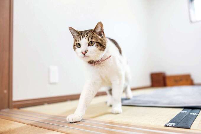 畳の縁は遊び心がある猫の肉球柄に