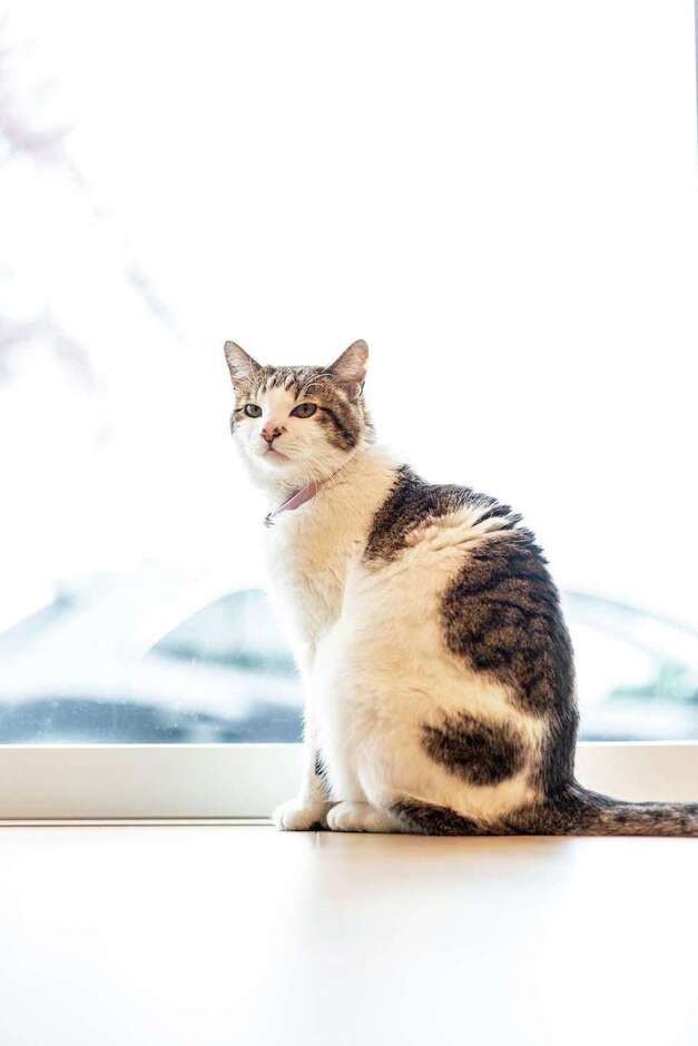 心地いい窓辺は愛猫もお気に入り。以前よりも家の中で過ごすことが多くなったそう