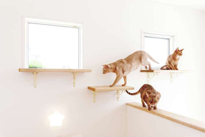 猫のストレスを軽減するキャットウォーク