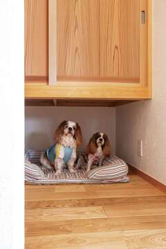 リビング脇の吊り収納の下は、愛犬たちのお休みスペースに【藤田工務店】