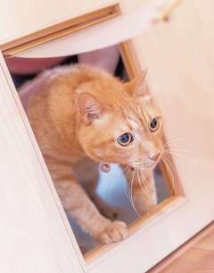 愛猫にとって快適な家というのも大きなテーマ。家中を自由に歩き回れるキャットウォークも、猫好き営業マンからの提案【イデキョウホーム】