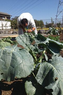 外では、お庭の家庭 菜園でできた野菜たちが青々と育っている【TENアーキテクツ一級建築士事務所】