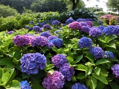 はだしが気持ちいいお家のイメージ